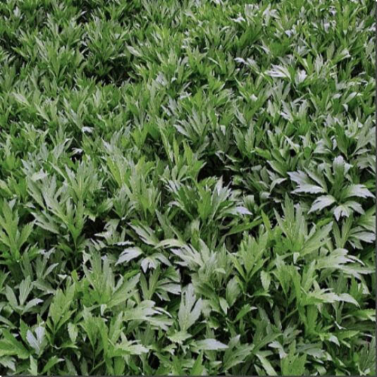 삼잎국화 먹는 법과 활용