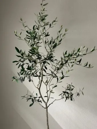 올리브 나무 키우는법 5가지 치명적 실수와 해결책 총정리를 안내_27