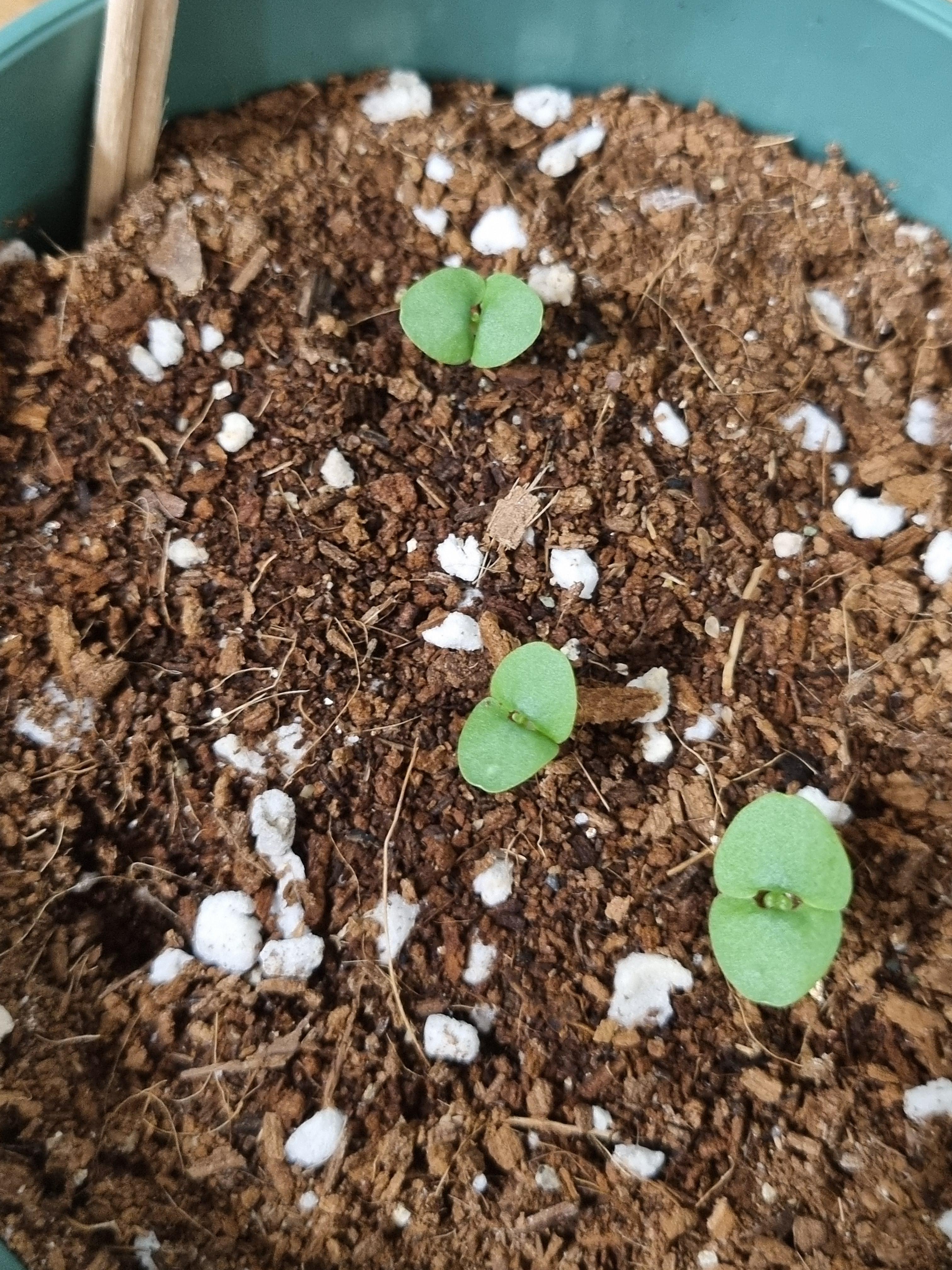 다이소 바질 떡잎