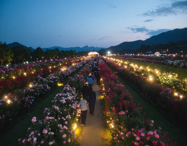 장미축제는 야간에도 운영합니까?