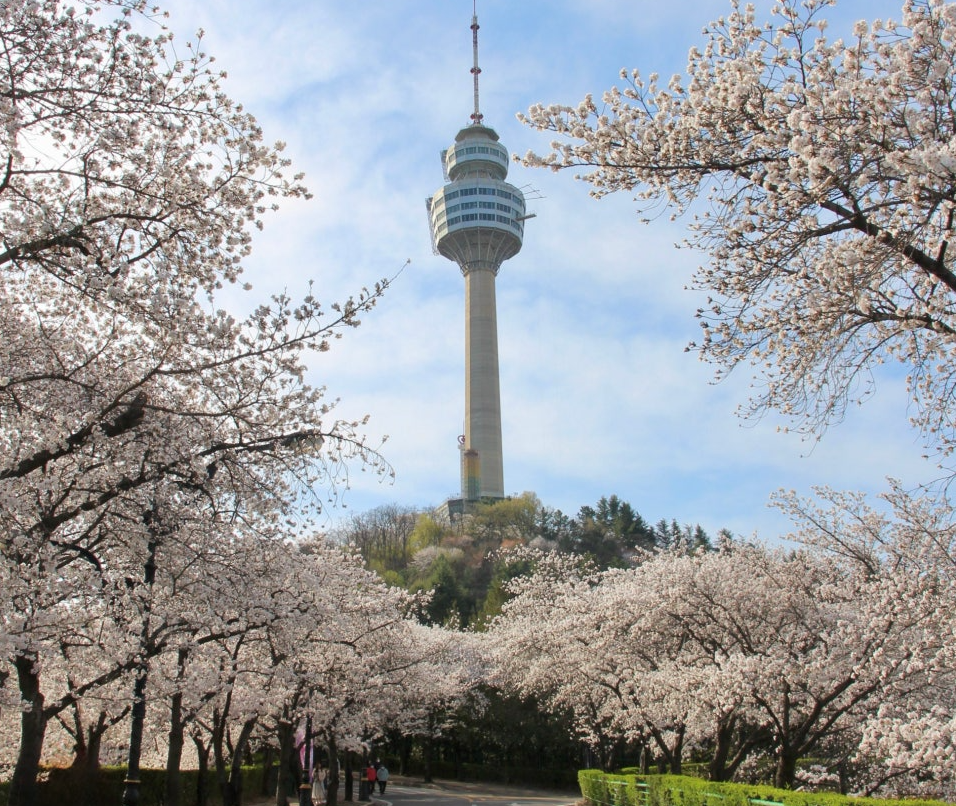 대구 이월드 벚꽃 축제