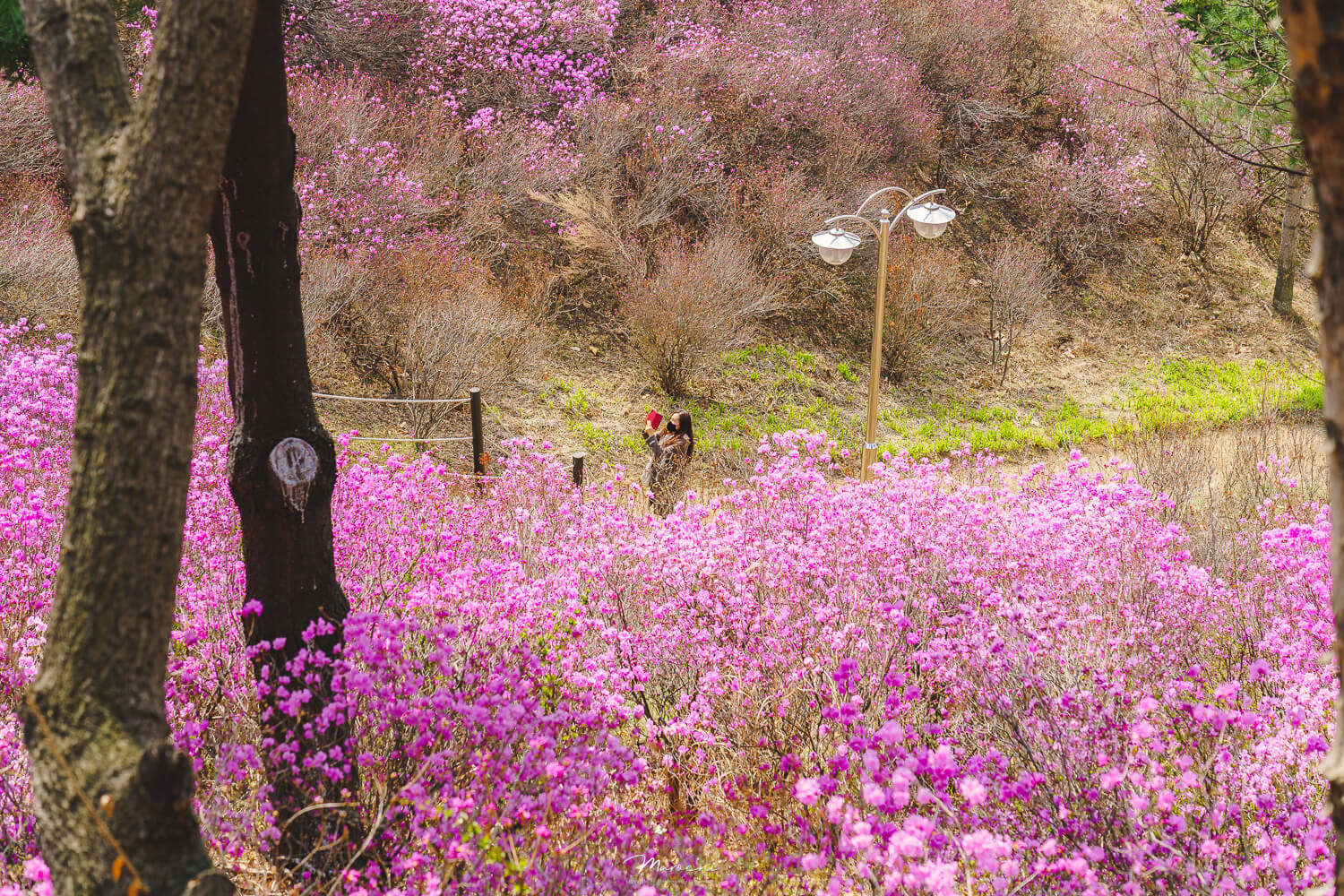 원미산 진달래축제