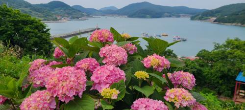 고흥 쑥섬 수국 축제