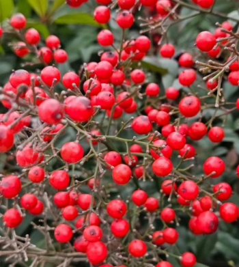 남천나무열매-사진7