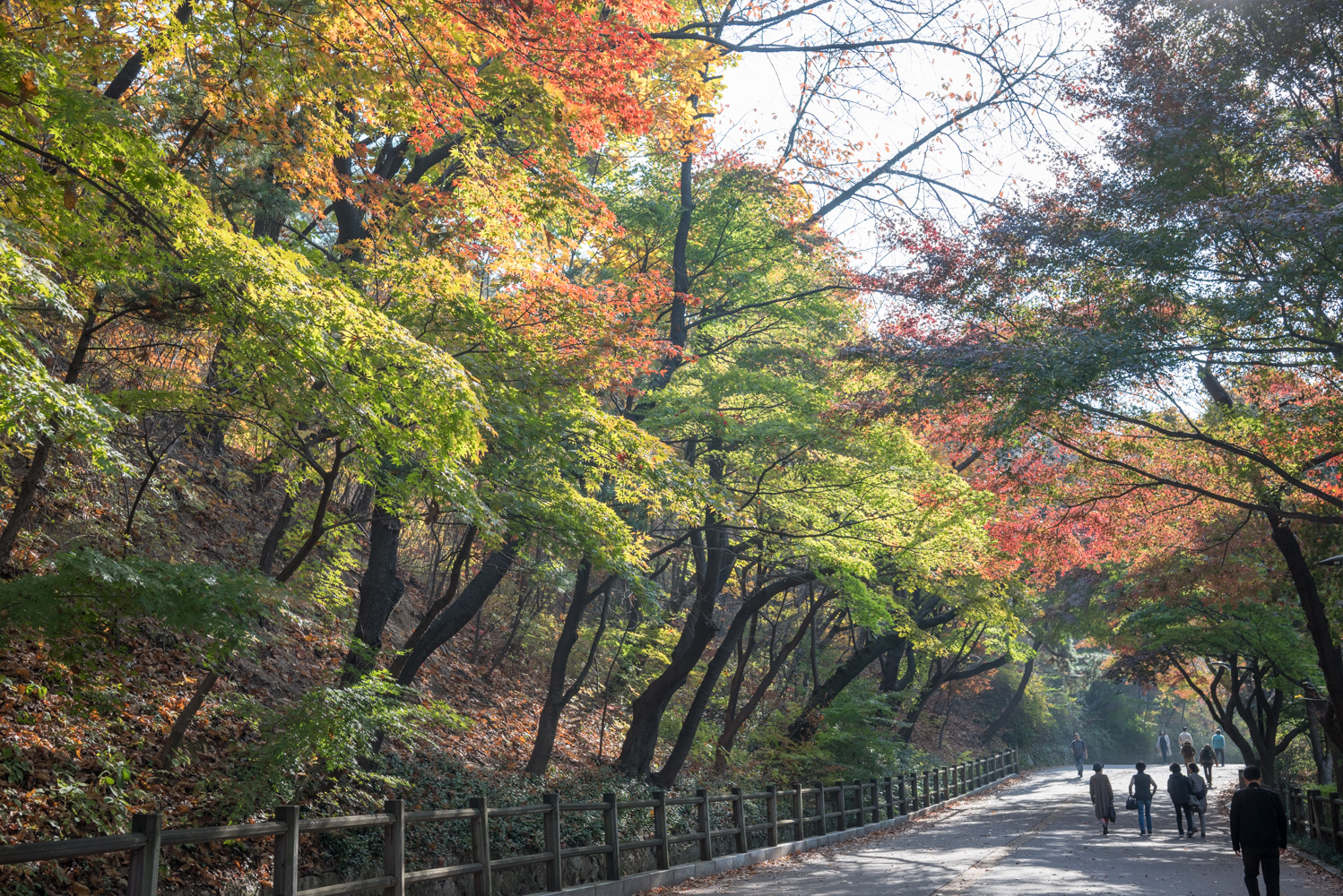 서울단풍명소 남산둘레길