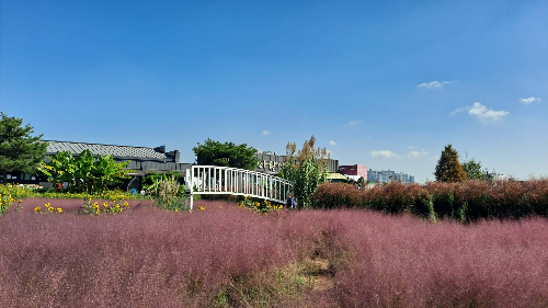 평택_바람새마을_핑크뮬리_명소