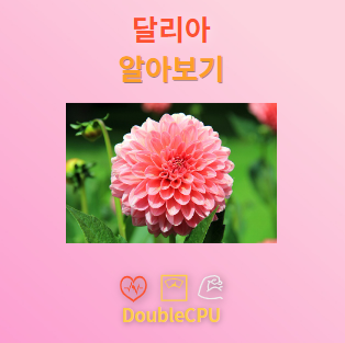 달리아 꽃말 및 탐구