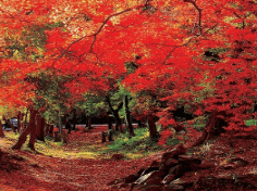 기차여행 단풍특선 추천