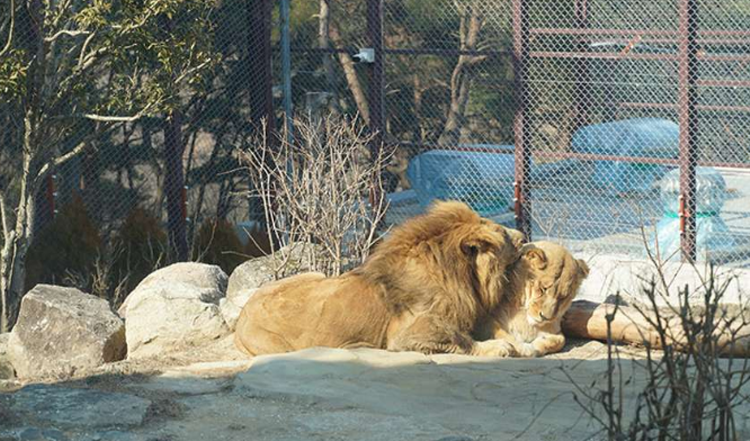 대구 네이처파크 야외동물원