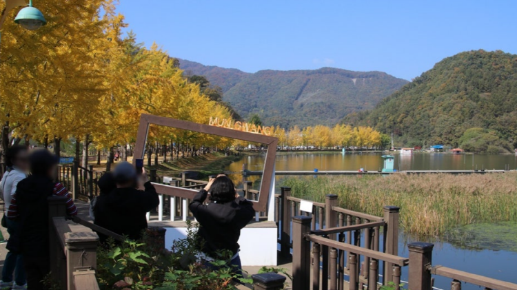 괴산 문광저수지 은행나무길