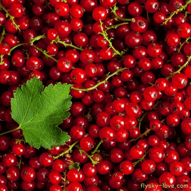 레드커런트 (Redcurrant)