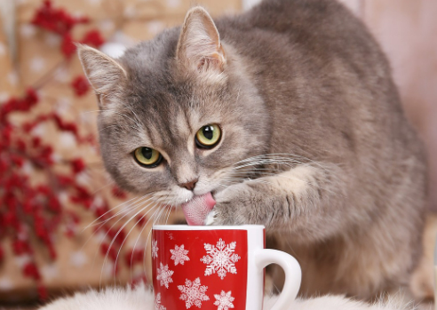 물을 마시고 있는 고양이 이미지