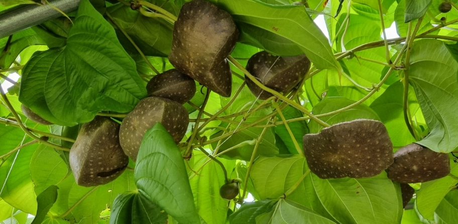 하늘마 효능 하늘마 먹는법