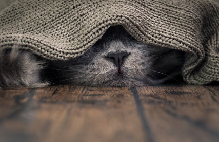 숨어있는 고양이.