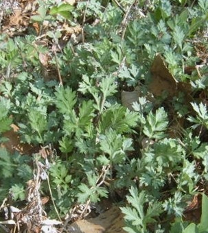 쑥 효능 부작용 칼로리 요리