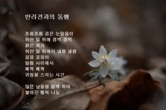 행복한 반려견 맞이하기 나에게 맞는 강아지 선택 가이드_27