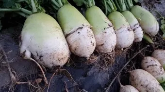 무우 효능 부작용 섭취 방법_22