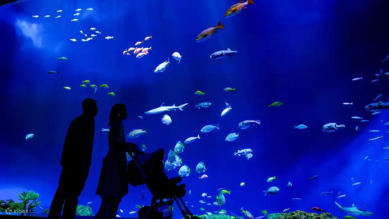 도미구스쿠 DMM 카리유시 수족관 입장권 예매 할인 오키나와