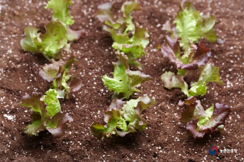 상추 재배 모종활착 일조량 관리 잎따기 방법_2