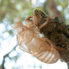 매미-탈피-허물