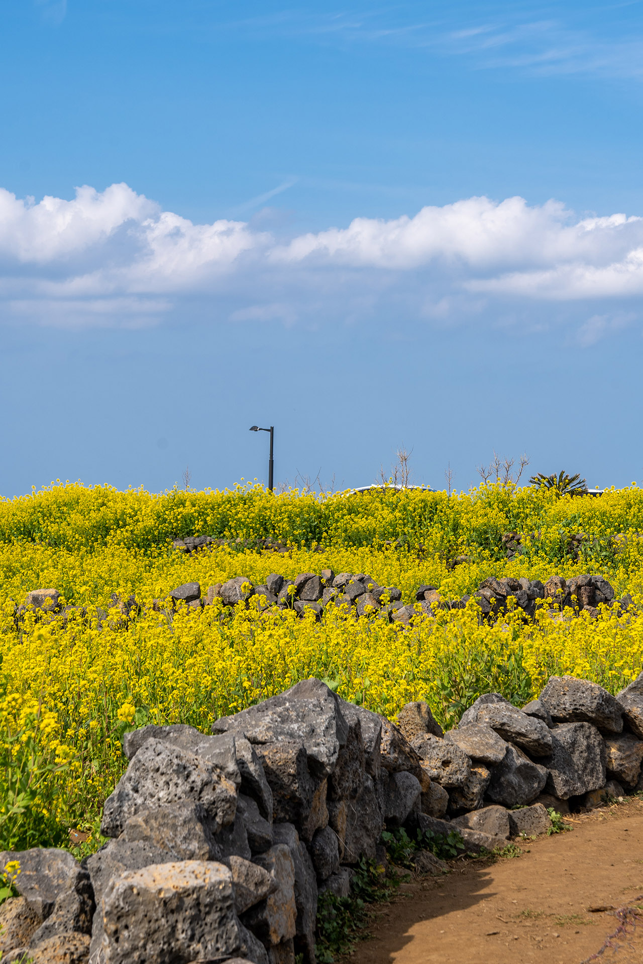 제주도 유채꽃