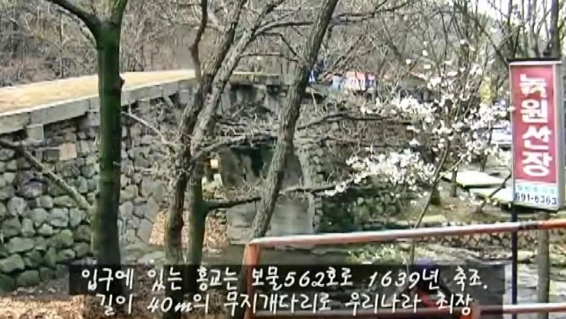 나무 사이로 보이는 홍교와 주변 풍경