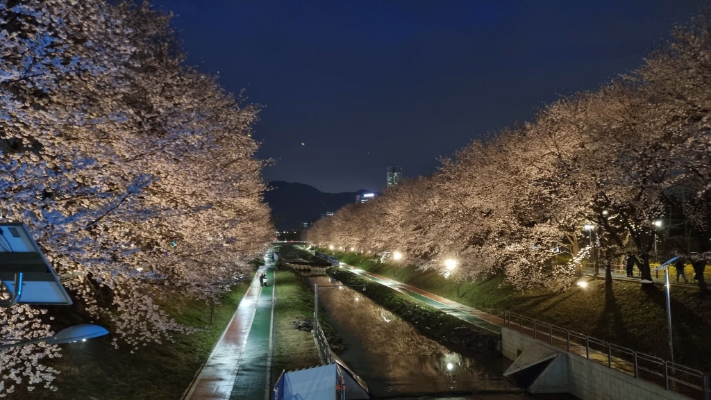 양재천벚꽃축제