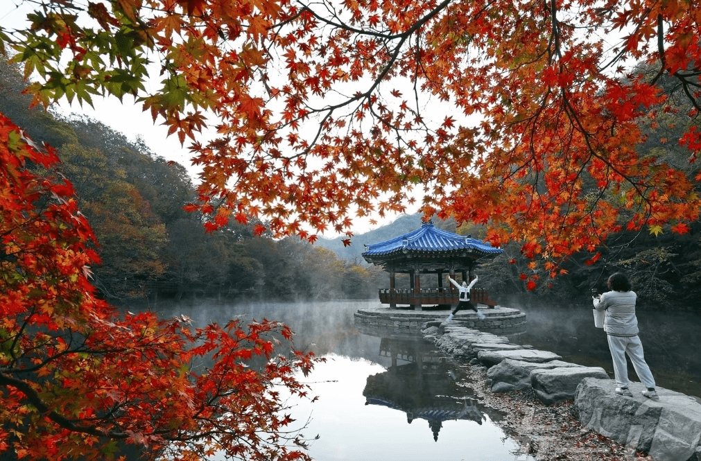 내장산 단풍시기, 절정, 축제
