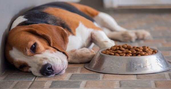 강아지 소화장애 관련 사진