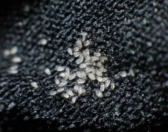 침구 진드기 햇볕 건조와 고온 살균 보관법_3