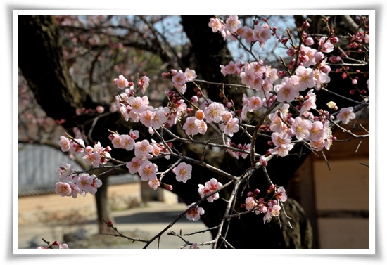 "매화" 겨울을 깨우는 은은한 향기의 비밀을 간직한 백매화 홍매화 청매화!