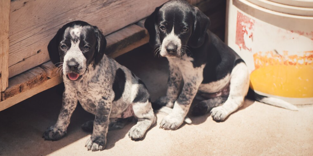 강아지 앞다리 절뚝거리는 이유 1