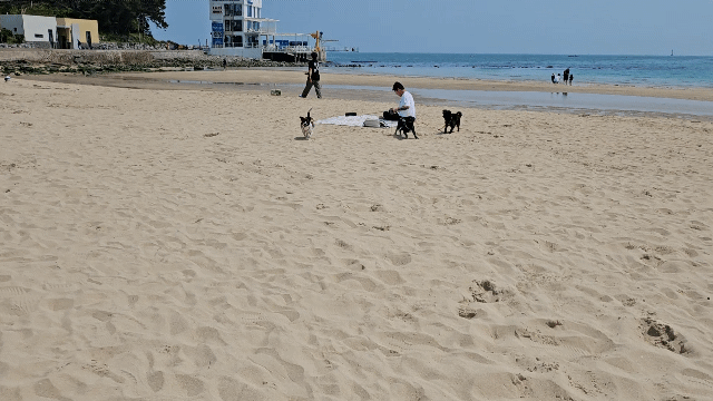 해변에서 달려오는 강아지들