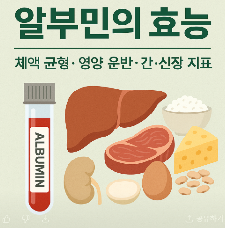 알부민의 효능 요약