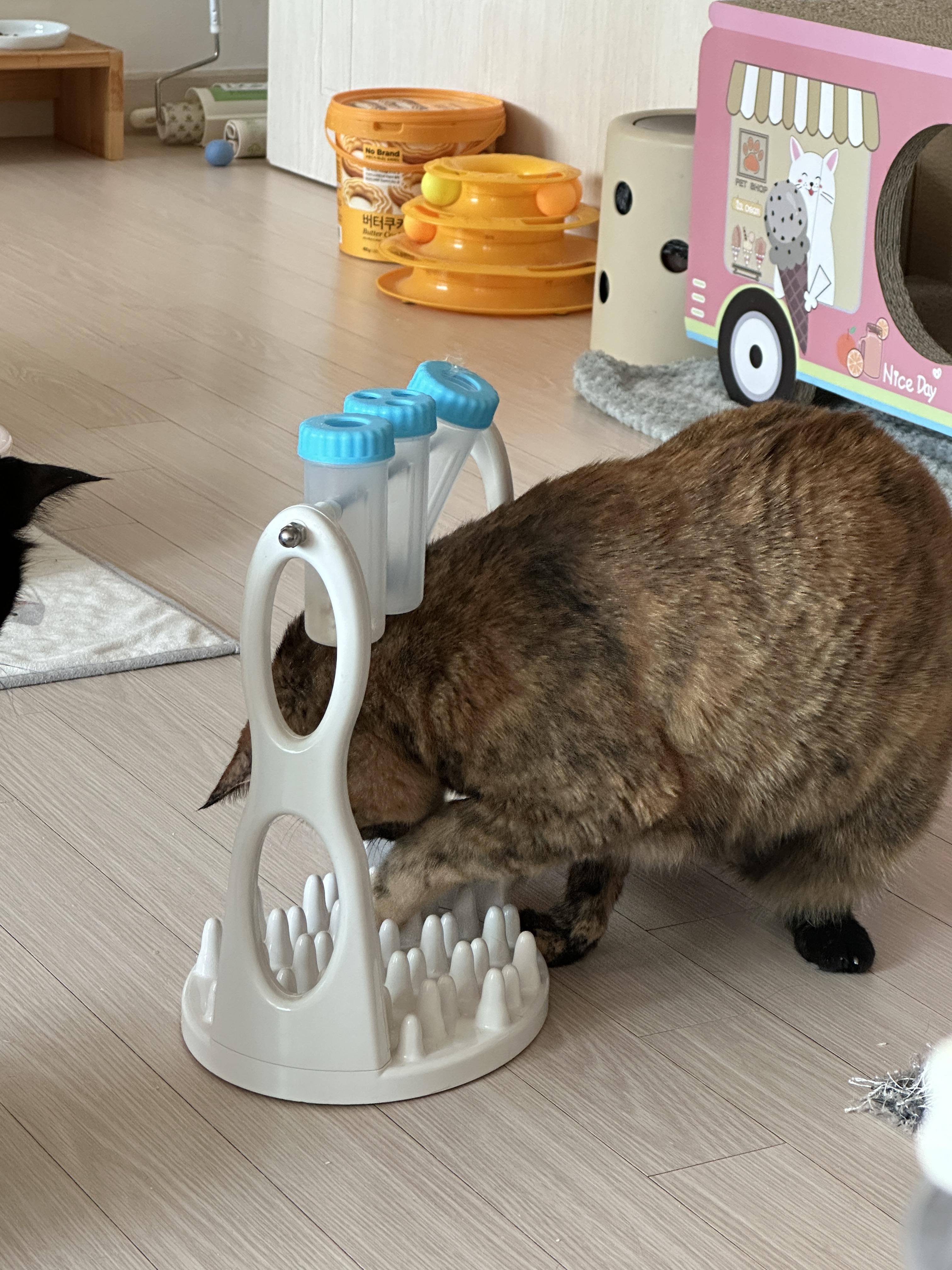 우리집 똑똑한 고양이 건이와 먹보 사랑이 (feat. 똑똑한 고양이를 둔 다묘집사의 고민)