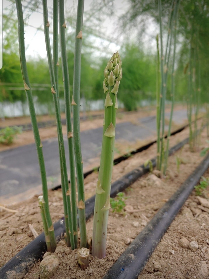 아스파라거스 효능-빈혈예방