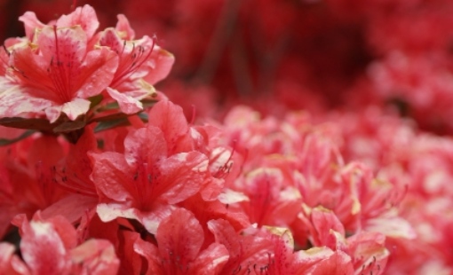 2025 군포 철쭉축제 교통 안내