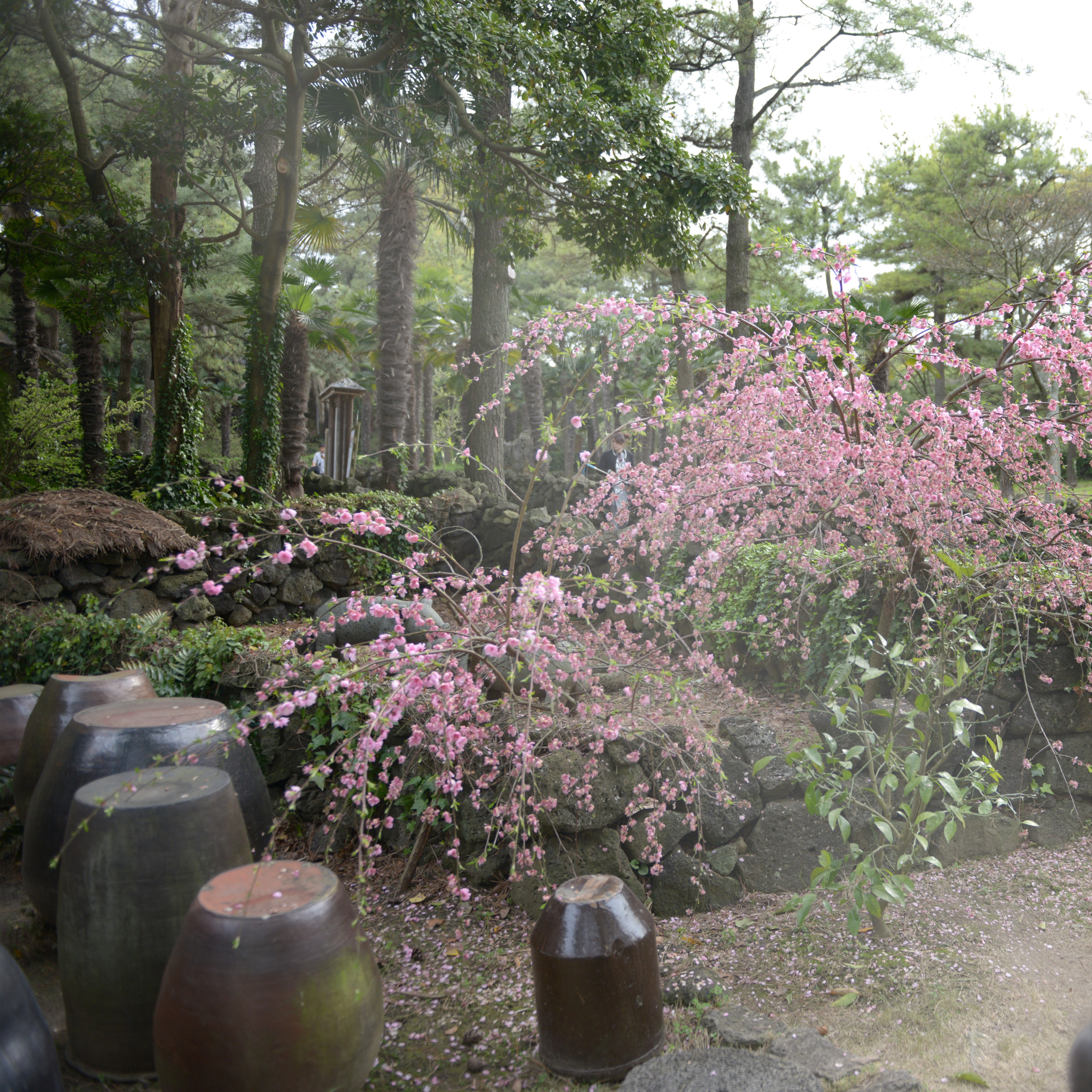 보름왓 토종 수국 꽃축제