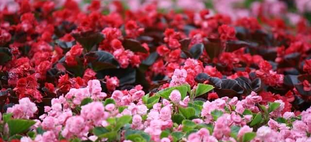 봄 인테리어 소품 추천