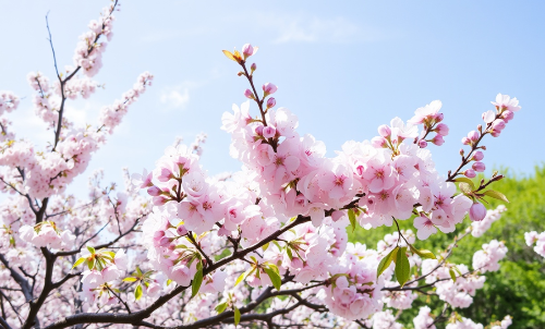 벚꽃 이미지입니다.