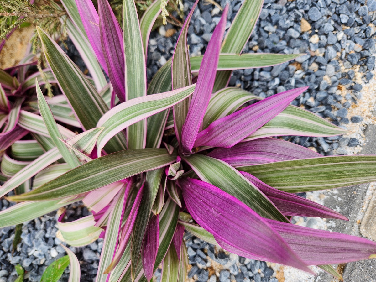 자주만년청(부자란)