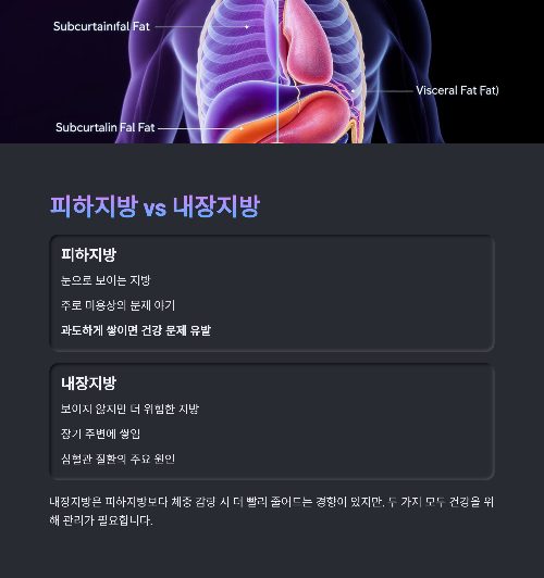 피하지방 제거로 되찾는 건강한 바디라인 전략