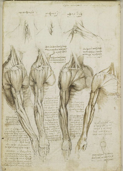 레오나르도 다빈치 노트필기 인체해부