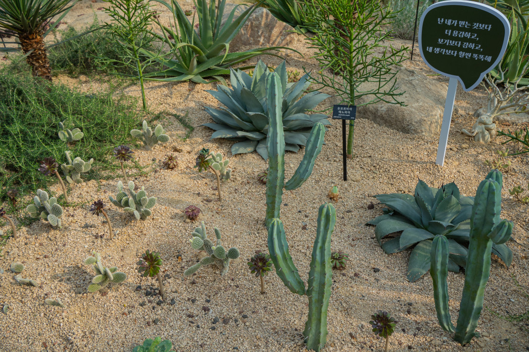 일월 수목원 꽃