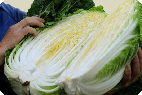 괴산 절임배추 이미지/출처: 이마트몰 SSG홈페이지