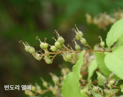 빈도리 열매