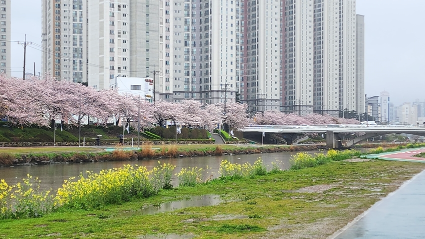 온천천 벚꽃