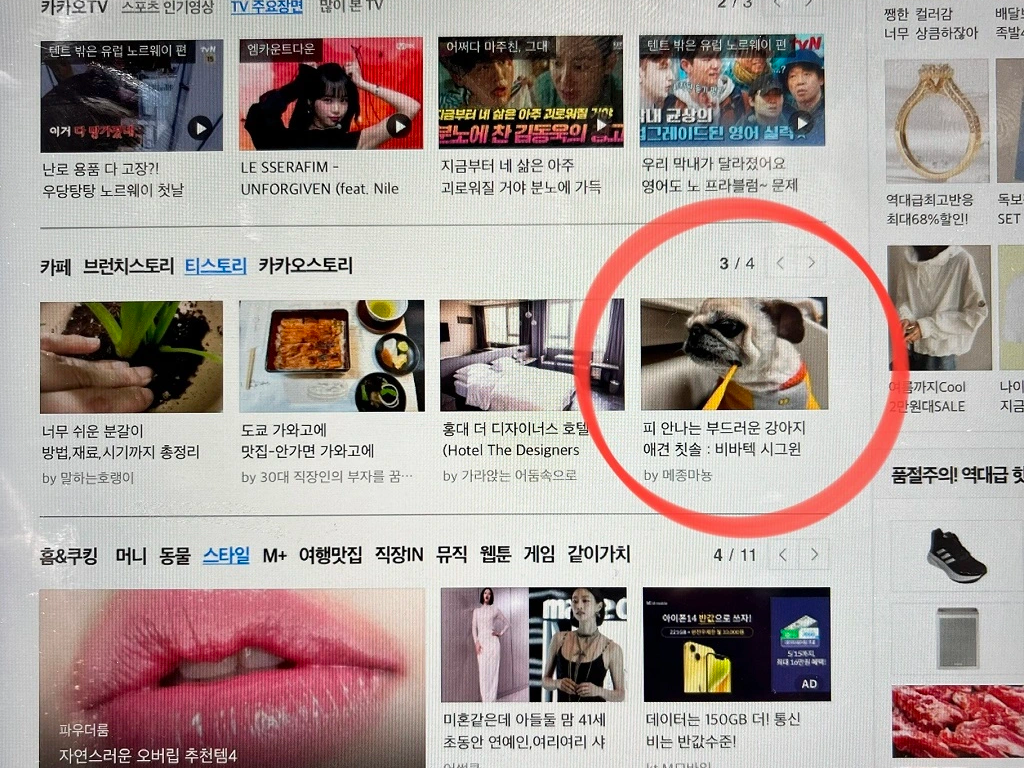 다음-포털-메인에-노출된-복댕이