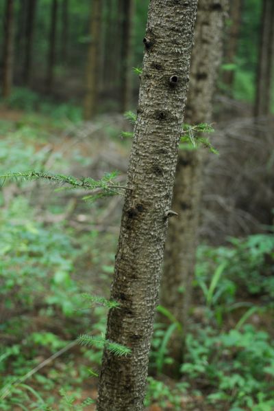 전나무(젓나무)