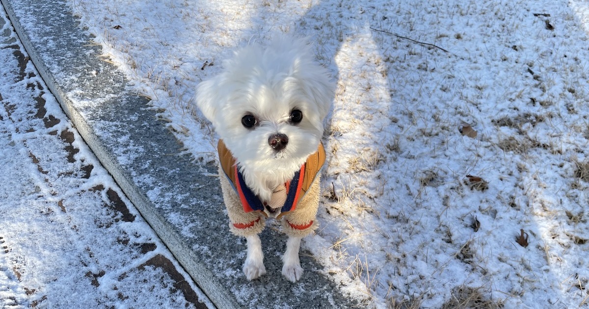 감기에-걸려-콧물이-나는-아기-강아지